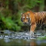 மேற்குத் தொடர்ச்சி மலையில் ஒரு புலி இறந்தால் தஞ்சை டெல்டாவில் பத்தாயிரம் ஏக்கர் நிலம் தரிசாகப் போய் விடும் எப்படி?