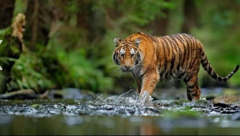 மேற்குத் தொடர்ச்சி மலையில் ஒரு புலி இறந்தால் தஞ்சை டெல்டாவில் பத்தாயிரம் ஏக்கர் நிலம் தரிசாகப் போய் விடும் எப்படி?
