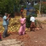 வாடிப்பட்டி ஒழுங்குமுறை விற்பனை கூடத்தில் ரூ.17 லட்சத்திற்கு தேங்காய் ஏலம் நடந்தது.