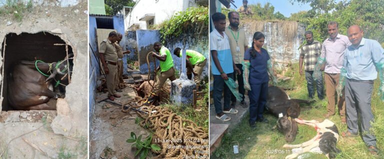 பழனி : குழியில் தவறி விழுந்த பசுமாடு! பத்திரமாக மீட்டெடுத்த தீயணைப்பு - மருத்துவ குழுவினருக்கு பொதுமக்கள் பாராட்டு.!
