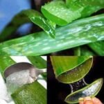 புற்று நோயை முற்றிலும் அழிக்க, வராமல் தடுக்க ஒரு சிறந்த கை மருந்து ...!!