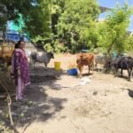 வீதிகளில் சுற்றித்திறிந்த கால்நடைகள் பிடிக்க மாவட்ட ஆட்சியர் உத்தரவு.