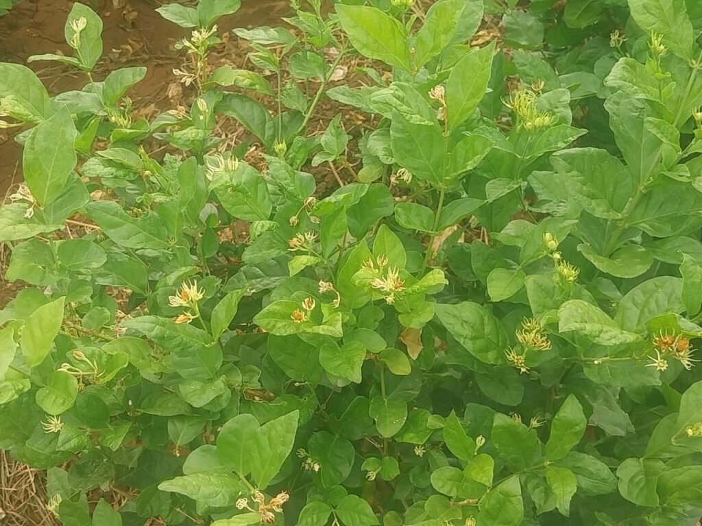 விக்கிரமங்கலம் அருகே நோய் பாதிப்பால் மல்லிகை பூக்கள் விளைச்சல் பாதிப்பு நிவாரணம் வழங்க கோரிக்கை