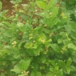 விக்கிரமங்கலம் அருகே நோய் பாதிப்பால் மல்லிகை பூக்கள் விளைச்சல் பாதிப்பு நிவாரணம் வழங்க கோரிக்கை