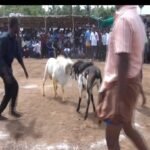 உசிலம்பட்டி அருகே கிடா முட்டும் போட்டி.