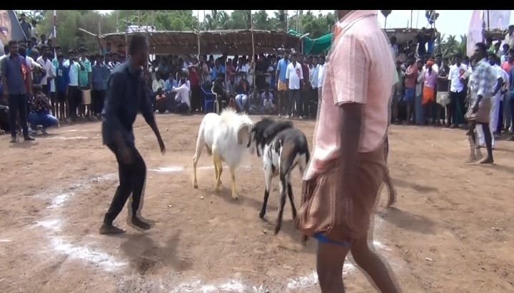 உசிலம்பட்டி அருகே கிடா முட்டும் போட்டி.