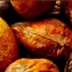 கடுக்காய்..!