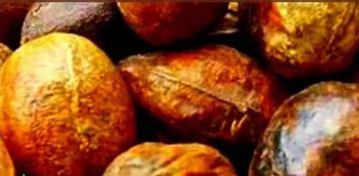 கடுக்காய்..!