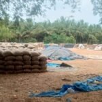 சோழவந்தானில் அரசு நெல் கொள்முதல் நிலையம் செயல்படாததால் அறுவடை செய்த நெல்லை அலங்காநல்லூருக்கு கொண்டு செல்லும் விவசாயிகள்