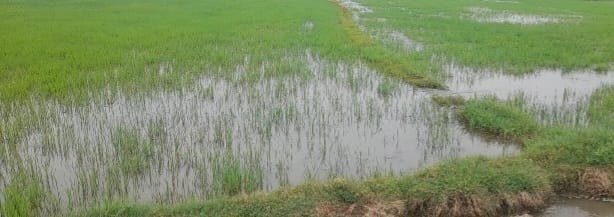 அலங்காநல்லூர் அருகே சிறுவாலை கிராமத்தில் கனமழை காரணமாக நீரில் முழுவதுமாக மூழ்கிய நெற்பயிர்கள்.. பாசன கால்வாய்களை முறையாக தூர்வாராததே காரணம்… விவசாயிகள் குற்றச்சாட்டு !