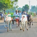ஸ்ரீ கிருஷ்ண ஜெயந்தியை முன்னிட்டு மாபெரும் மாட்டுவண்டி குதிரை வண்டி பந்தயம்