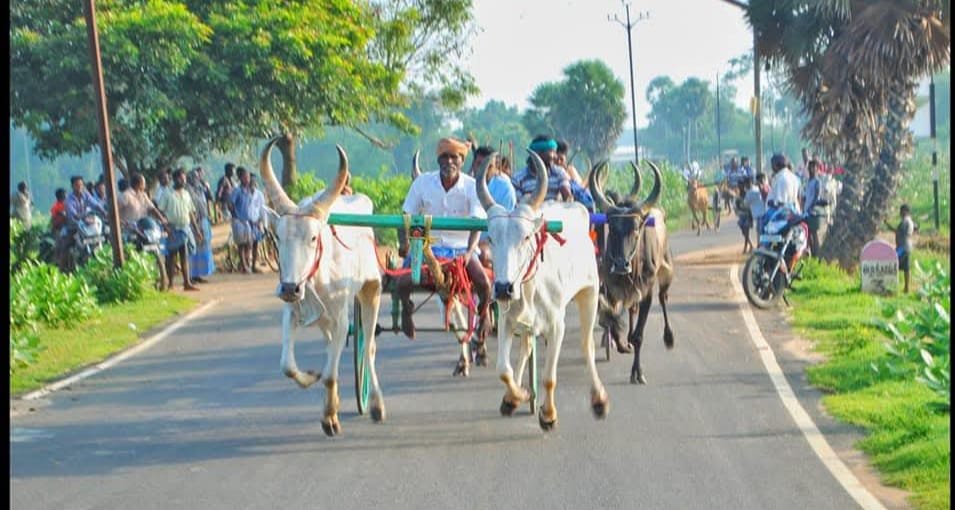 ஸ்ரீ கிருஷ்ண ஜெயந்தியை முன்னிட்டு மாபெரும் மாட்டுவண்டி குதிரை வண்டி பந்தயம்