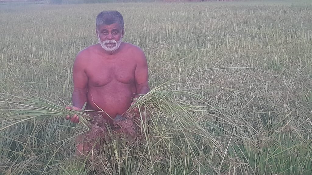 சோழவந்தான் அருகே நெல் பயிர்களுக்கு இணையாக களைகள் வளர்ந்துள்ளதால் சேதமடைந்த நெல் பயிர்களுக்கு உரிய இழப்பீடு வழங்க விவசாயிகள் கோரிக்கை !