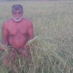 சோழவந்தான் அருகே நெல் பயிர்களுக்கு இணையாக களைகள் வளர்ந்துள்ளதால் சேதமடைந்த நெல் பயிர்களுக்கு உரிய இழப்பீடு வழங்க விவசாயிகள் கோரிக்கை !