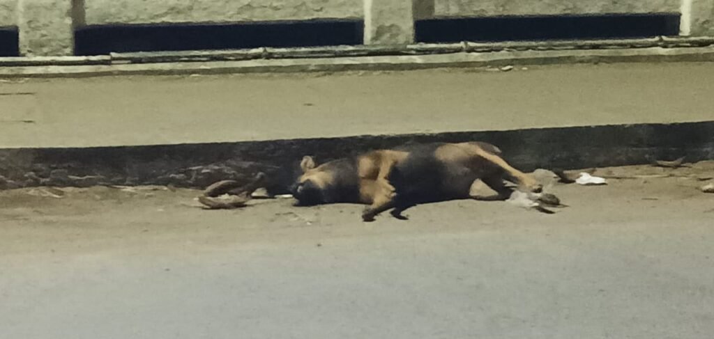 சோழவந்தான் பகுதியில் இறந்து கிடக்கும் தெரு நாய்களை அப்புறப்படுத்த பொதுமக்கள், சமூக ஆர்வலர்கள் கோரிக்கை !