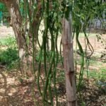 ஆறடி உயரத்தில் முருங்கைகாய்கள் - அதிசயத்துடன் பார்த்துச் செல்லும் பொதுமக்கள் :