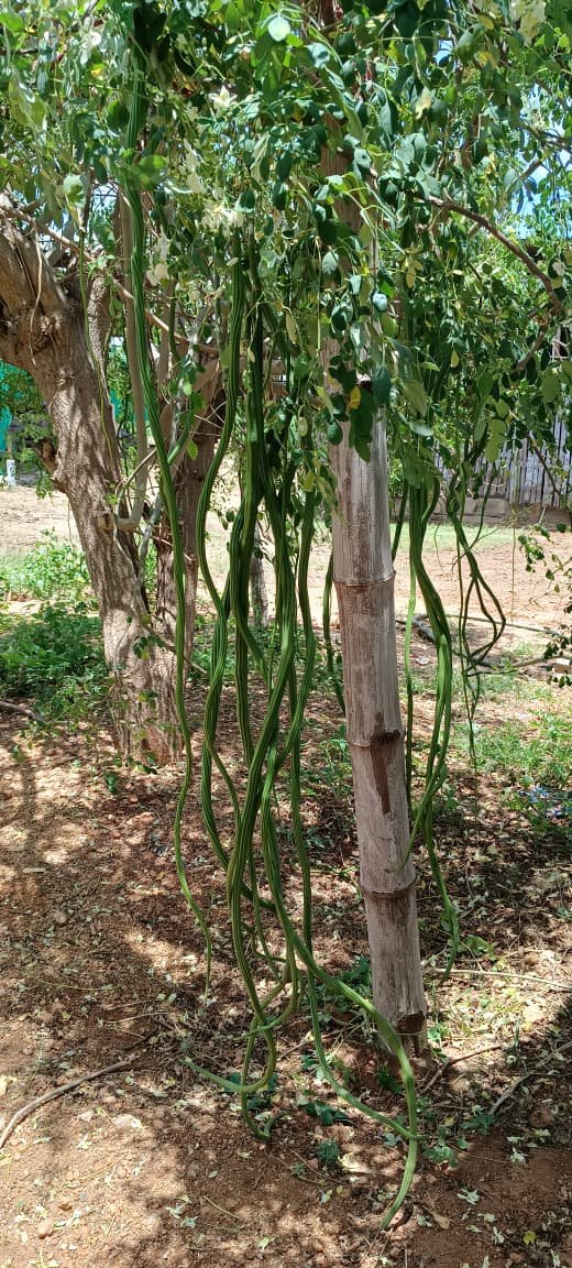 ஆறடி உயரத்தில் முருங்கைகாய்கள் - அதிசயத்துடன் பார்த்துச் செல்லும் பொதுமக்கள் :