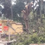 முள்ளிப் பள்ளம் கிராமத்தில் கும்பாபிஷேகம் பணிகளை தொடங்க இடையூறாக இருந்த மரம் அகற்றம் அதிகாரிகள் நடவடிக்கை