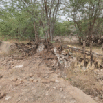 சாயல்குடி அருகே ஒச்சத்தேவன் கோட்டை கண்மாய் அணை பழுது – மக்கள் குரலாக நாம் தமிழர் கட்சி மனு..!