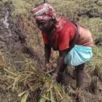 கனமழை: நெற்பயிர் நீரில் மூழ்கின