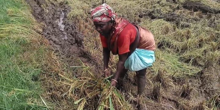 கனமழை: நெற்பயிர் நீரில் மூழ்கின