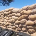 சோழவந்தான் தொகுதிக்குட்பட்ட பல்வேறு பகுதிகளில் கொள்முதல் நிலையங்களில் குவித்து வைக்கப்பட்டுள்ள 5000க்கும் மேற்பட்ட நெல் மூட்டைகள் மழையில் நனைந்து வீணாக கூடிய சூழ்நிலை இருப்பதாக விவசாயிகள் குமுறல்: