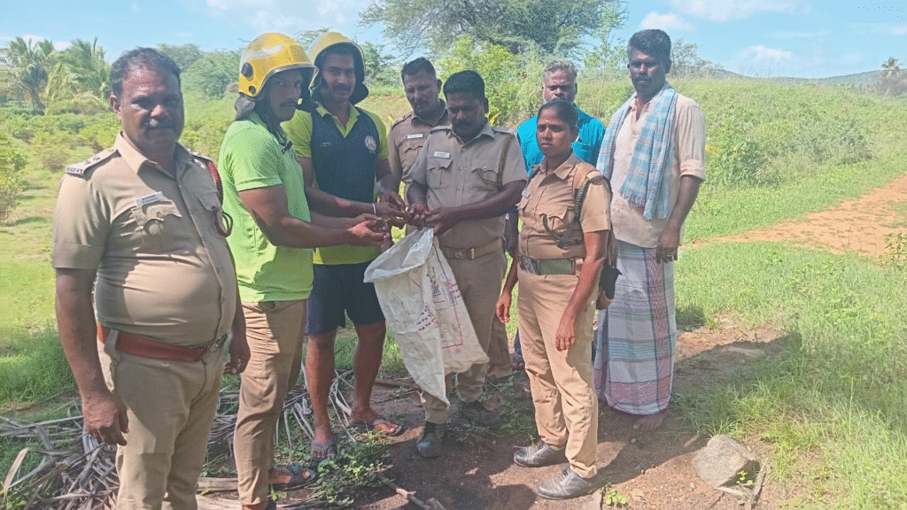 விக்கிரமங்கலம் அருகே கிணற்றில் விழுந்த மயில்களை உயிருடன் மீட்டு வனத்துறையிடம் ஒப்படைத்த சோழவந்தான் தீயணைப்புத் துறையினர்