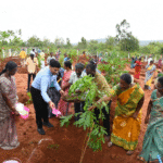 மரக்கன்றுகள் நடும் பணி. ஆட்சிய..