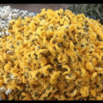 பூக்கள் விலை கடும் உயர்வு...