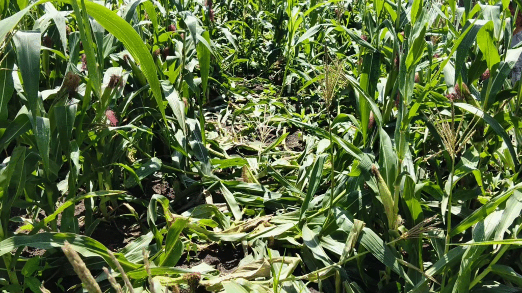 காட்டுப் பன்றிகளால், மக்காச் சோளம் சேதம்... இழப்பீடு வழங்க கோரிக்கை.!