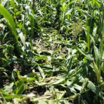 காட்டுப் பன்றிகளால், மக்காச் சோளம் சேதம்... இழப்பீடு வழங்க கோரிக்கை.!