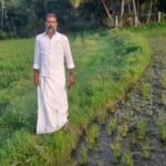 சோழவந்தான் அருகே தொடர் மழையால் வேர் அழுகல் காரணமாக செம்பட்டை நோய் தாக்கி நெற்பயிர்கள் சேதம் நிவாரணம் வழங்க கோரிக்கை