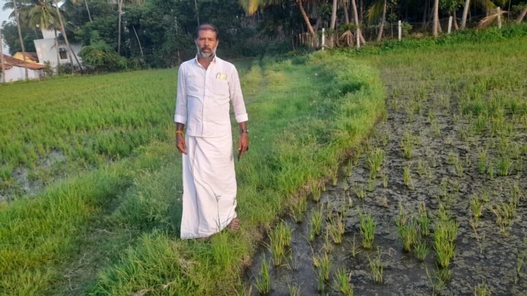 சோழவந்தான் அருகே தொடர் மழையால் வேர் அழுகல் காரணமாக செம்பட்டை நோய் தாக்கி நெற்பயிர்கள் சேதம் நிவாரணம் வழங்க கோரிக்கை
