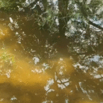 மதுரை திருப்பரங்குன்றம் அருகே பாசன கால்வாயில் உடைப்பு ஏற்பட்டு குடியிருப்பு பகுதிக்குள் புகுந்த நீர்...