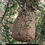 நாச்சிகுளம் அருகே குடியிருப்பு பகுதிக்குள் விஷ வண்டு கூடு அப்புறப்படுத்த பொதுமக்கள் கோரிக்கை...