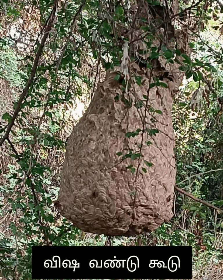 நாச்சிகுளம் அருகே குடியிருப்பு பகுதிக்குள் விஷ வண்டு கூடு அப்புறப்படுத்த பொதுமக்கள் கோரிக்கை...