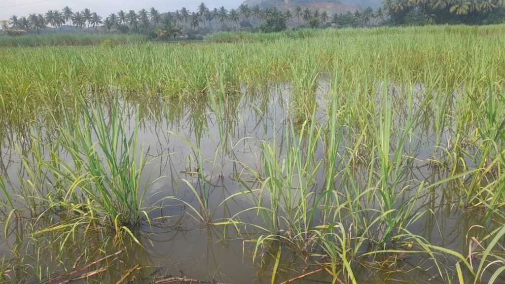 பலத்த மழை : கரும்புகள் சேதம்.