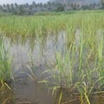 பலத்த மழை : கரும்புகள் சேதம்.