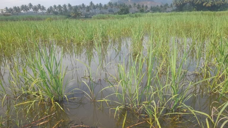 பலத்த மழை : கரும்புகள் சேதம்.