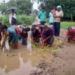 நாற்று நடும் போராட்டம்: